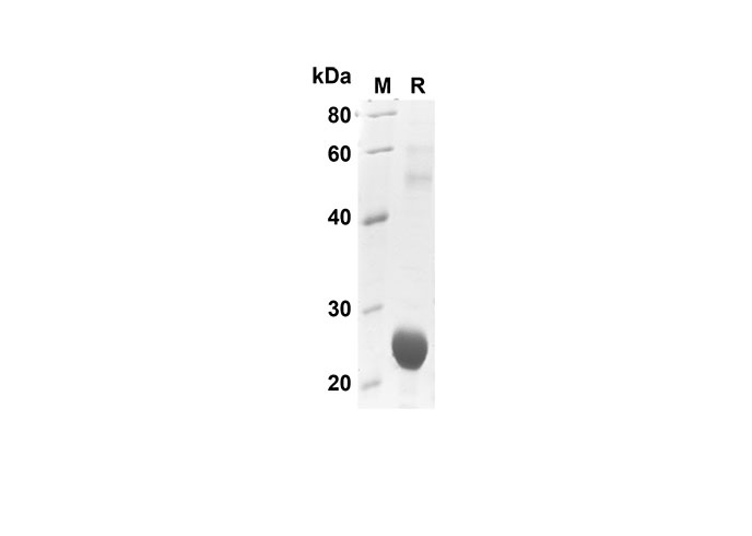 Валидация Elabscience PDEH100572(84)