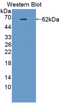 57022