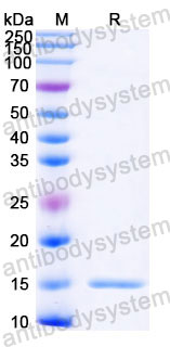 Валидация SDS-PAGE - AntibodySystem RZZ01811