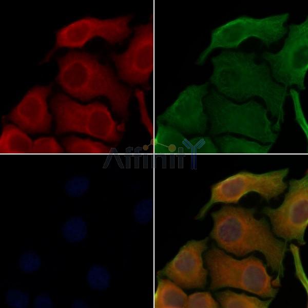 Валидация Affinity DF2368 - 12946