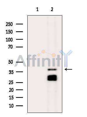 Валидация Affinity DF8618 - 20543