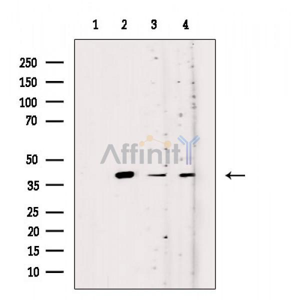 Валидация Affinity AF9143 - 4937