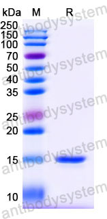 Валидация SDS-PAGE - AntibodySystem RHH34302