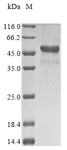 SDS-PAGE