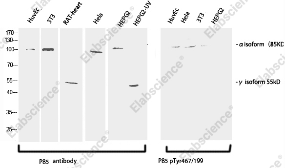 Вестерн-блоттинг, Phospho-PI 3 kinase p85 alpha /gamma (Tyr467/199), различные клетки