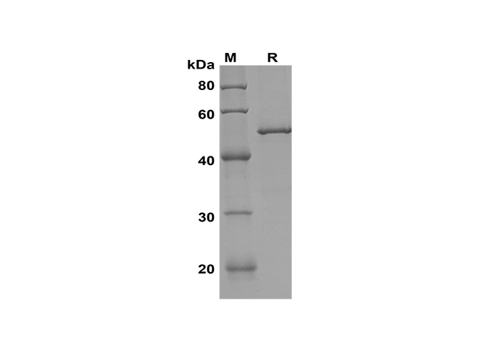 Валидация Elabscience PDEH100631(143)