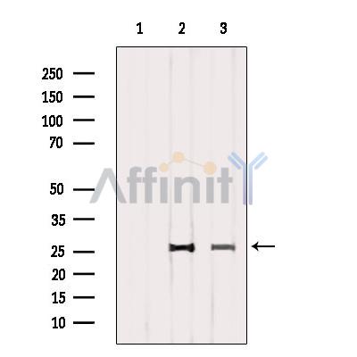 Валидация Affinity DF2306 - 12867