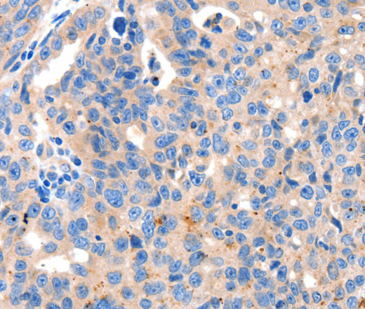 Валидация Elabscience E-AB-15739