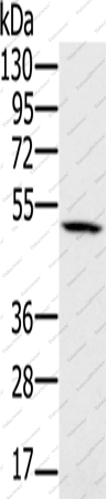 Вестерн-блоттинг, PSMC2, клетки 231