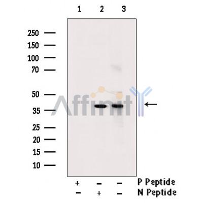 Валидация Affinity AF5426 - 3071