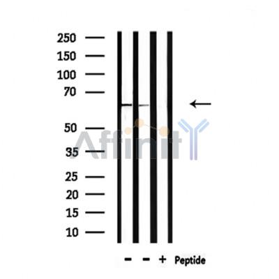 Валидация Affinity DF8684 - 20656