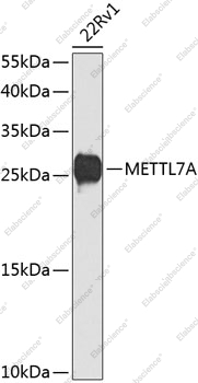 Вестерн-блоттинг, METTL7A, клетки 22Rv1