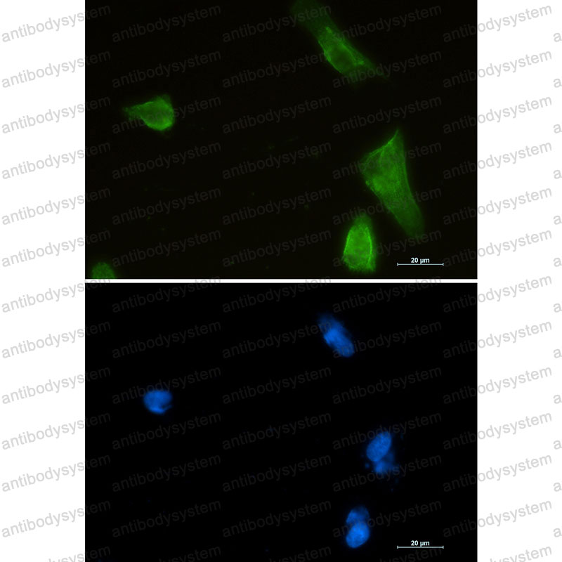 Валидация IF - AntibodySystem RHA34301