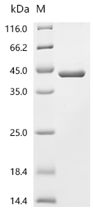 SDS-PAGE