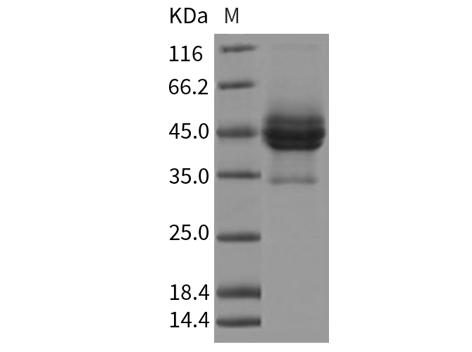 Валидация Elabscience PKSR030251(5607)