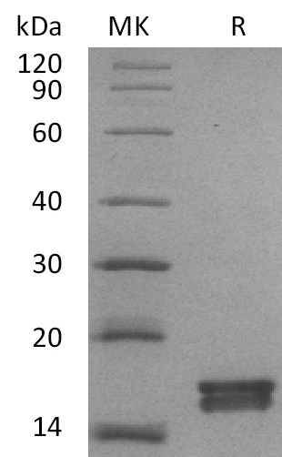 Валидация Elabscience PKSM041359(5253)