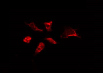 Валидация AssayVector ARM1985(2901)