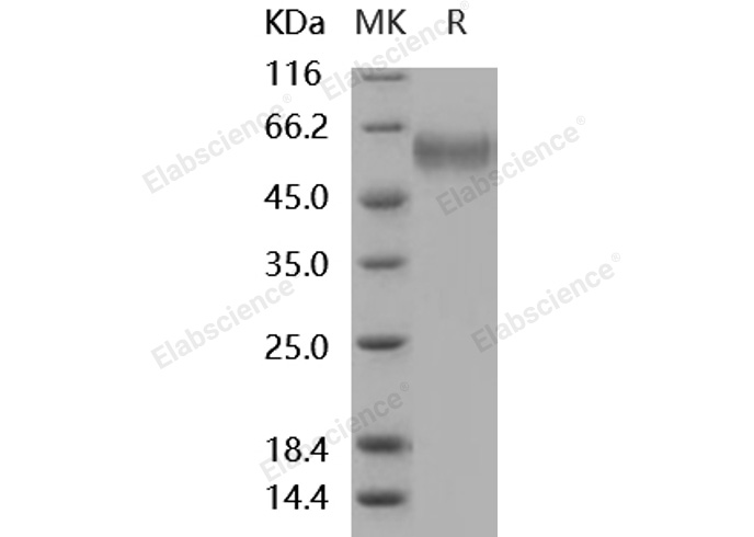 Валидация Elabscience PKSM040882(4835)