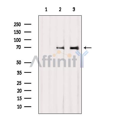 Валидация Affinity DF10308 - 5927