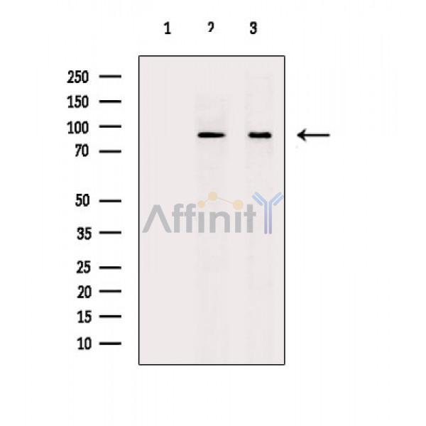 Валидация Affinity DF7531 - 19280