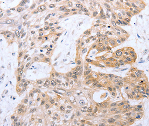 Валидация Elabscience E-AB-14078