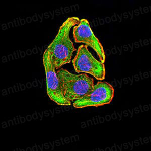 Валидация IF - AntibodySystem RHE48804 (877)