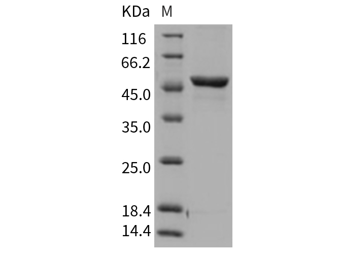 Валидация Elabscience PKSR030415(5749)