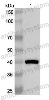 Валидация AntibodySystem PHB49601