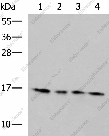 Вестерн-блоттинг, MRPL42, клетки 293T, HeLa, HepG2 и Jurkat
