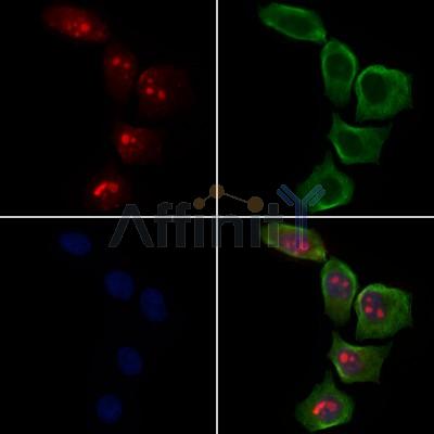 Валидация Affinity DF8681 - 20654