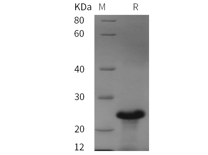 Валидация Elabscience PDEH100781(224)