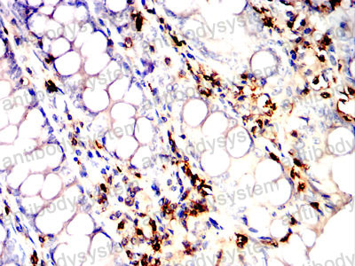 Валидация AntibodySystem RHC34008 (933)