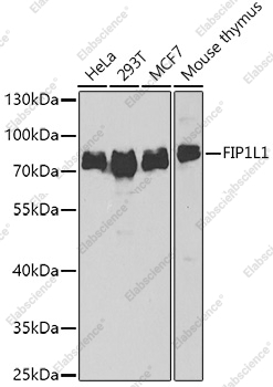 Вестерн-блоттинг, FIP1L1, различные клеточные линии