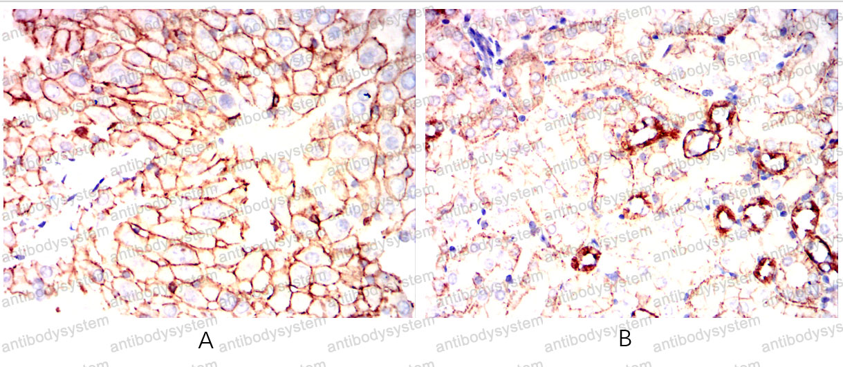 Валидация AntibodySystem RHD31902 (1484)