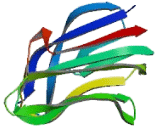 Tumor Necrosis Factor Ligand Superfamily, Member 13 (TNFSF13) Tumor Necrosis Factor Ligand Superfamily, Member 13 (TNFSF13)