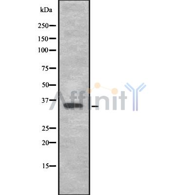 Валидация Affinity DF8068 - 19902