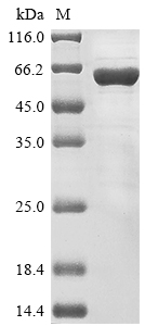 SDS-PAGE