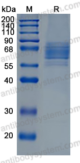 AHN57302, SDS-PAGE