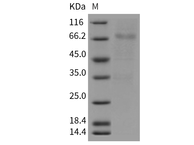 Валидация Elabscience PKSM040446(4443)