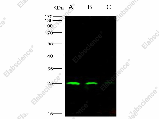 Вестерн-блоттинг, HIV-1 p24, рекомбинантный белок