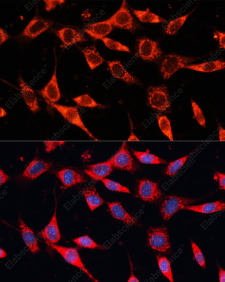 Иммунофлуоресценция, PDHA2, клетки NIH-3T3