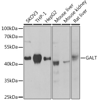 Валидация Elabscience E-AB-92362