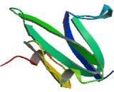 Bone Morphogenetic Protein Receptor 1A (BMPR1A) Bone Morphogenetic Protein Receptor 1A (BMPR1A)