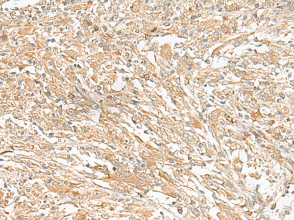 Валидация Elabscience E-AB-19910