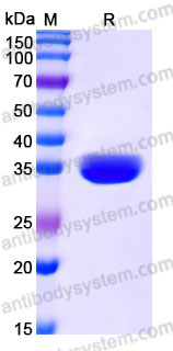 EHG51601, SDS-PAGE