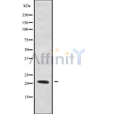 Валидация Affinity DF9869 - 22801
