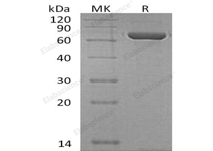 Валидация Elabscience PKSH032279(2781)