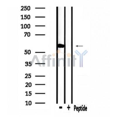 Валидация Affinity DF4464 - 15987