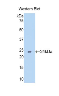 48213