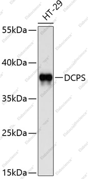 Вестерн-блоттинг, DCPS, клетки HT-29